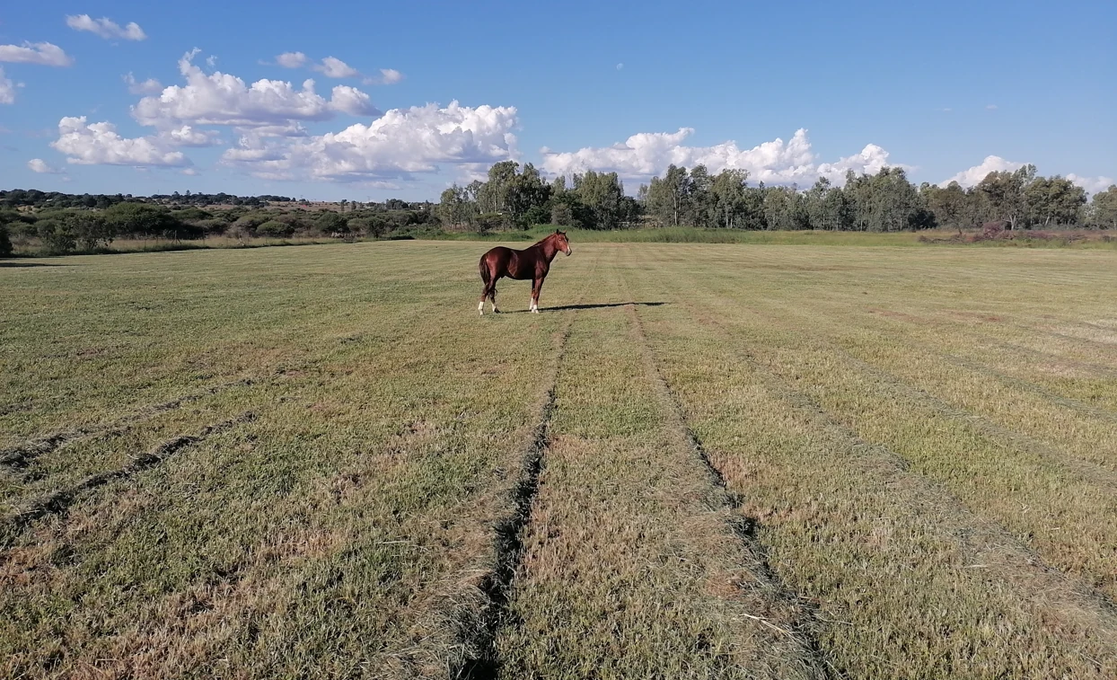 Open grounds at Hoffanhein Lodge